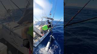 Blue marlin release With LuckyLass Haleiwa How much did it weigh [upl. by Belding]