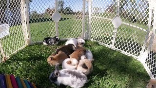 11 Baby Bunnies Playing Outside [upl. by Mali]