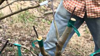 Grafting an Apple Tree at Woodleaf Farm [upl. by Zilevi]