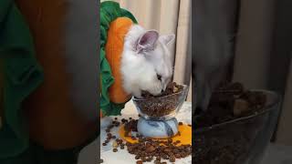 A bunch of gluttons kitten funny funnycat funnypet funnyvideos funnyanimals [upl. by Krid]