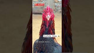 YouTube Roosters King Laka 🐓shortvideo rooster viralvideo youtubeshorts [upl. by Duaner782]