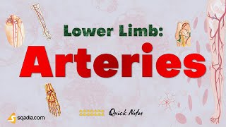 Lower Limb Arteries Anatomy  Iliac Artery Superior and Inferior Gluteal Artery [upl. by Ardnusal730]