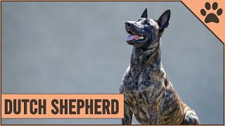 Dutch Shepherd Dog Breed Information [upl. by Toomay732]