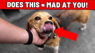 12 Signs Your Dog Is Secretly Mad At You 😨 [upl. by Sedecram988]