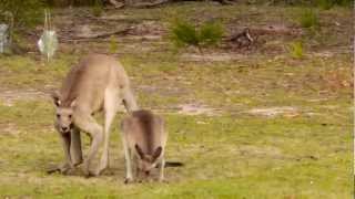 Eastern Grey Kangaroos Macropus giganteus in Girraween National Park 1 [upl. by Erick]