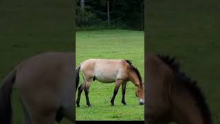 Marwari horse Foal Przewalskis horse Connemara pony [upl. by Bamberger]