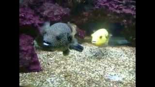 Arothron meleagris Guineafowl Puffer amp Golden Puffer [upl. by Lind654]