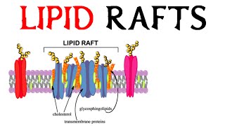 Lipid Rafts [upl. by Enelec126]