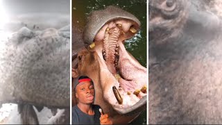 God Sent Hippos to Punish Humanity and other stuff for 8 minutes [upl. by Ymac496]