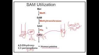 Quorum sensing in bacteria  vibrio harveii [upl. by Alyad729]