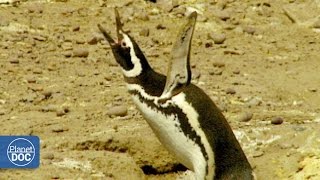 Pingüinos Patagonia Argentina [upl. by Cleon]