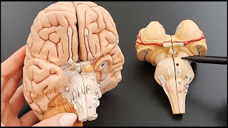 Brain Stem Anatomy in Detail  Part 4 of 5 [upl. by Egedan539]