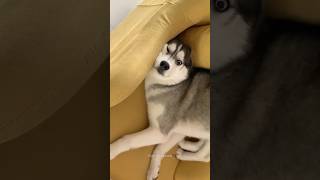 Huskies are pro at saying NO🤣 The Most Dramatic Huskies  Normal dogs vs Huskies 🤣 husky shorts [upl. by Lewiss327]