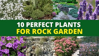 10 Perfect Plants for a Rock Garden 👌 [upl. by Annecorinne]