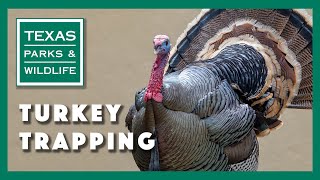 Turkey Trapping Tagging and Research [upl. by Ilise]