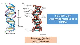 DNA Structure  Structure of Deoxyribonucleic Acid  Biochemistry  Molecular Biology [upl. by Thissa]