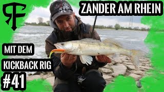 Zander Schlag auf Schlag Livebisse am Rhein mit dem DropshotRig und KickbackRigLivebisse 13 [upl. by Ahsiekram]