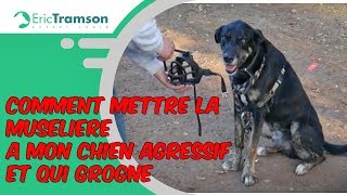 Nantes Comment mettre la muselière à mon chien agressif et qui grogne [upl. by Wordoow]