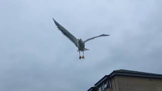 SEAGULL ATTACK [upl. by Anyrtak]