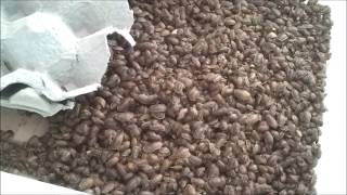 20000 baby Dubia Roaches sorted [upl. by Camus]