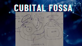 Cubital foSSA in 9 minutes 😱anatomy upperlimb cubitalfossa [upl. by Adiaj]