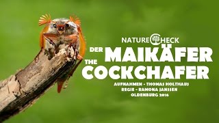 Der Maikäfer  The Cockchafer [upl. by Huberman]