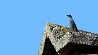 Passero solitario  Monticola solitarius Linnaeus 1758 [upl. by Htepsle]