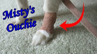 Bandaging My Dogs Leg  Lick Wound [upl. by Fromma]