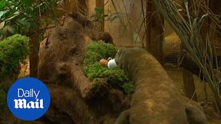 London Zoo set up Easter egg hunt for the animals  Daily Mail [upl. by Halilahk488]