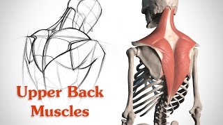 How to Draw the Upper Back Muscles  Anatomy and Motion [upl. by Treve]