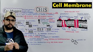 Cell membrane  Plasma Membrane Structure and Function Detailed Lecture [upl. by Eciryt]