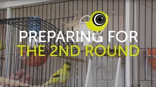 Preparing Birds for the Second Round of Breeding  The Canary Room Top Tips [upl. by Adnalro]