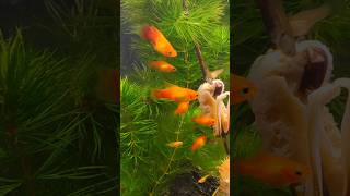 Platy Sunset Highfin acuariofilia peces xiphophorus fishtank fish [upl. by Llerihs392]