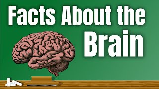 Facts About the Brain  Lesson Video [upl. by Weinshienk677]