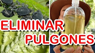 ELIMINAR HORMIGAS en las PLANTAS y DENTRO en CASA  Insecticida NATURAL para Plantas y PLAGAS [upl. by Lauber]