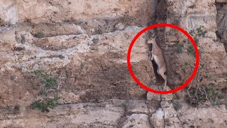 Bezoar Ibex Carefully Climbs Rock Face [upl. by Ambrosio552]