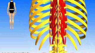 Les muscles postérieurs du tronc [upl. by England]