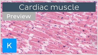 Cardiac muscle characteristics functions and location preview  Human Histology  Kenhub [upl. by Japha]