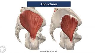 Biomecánica de la cadera [upl. by Aible]