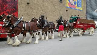 Budweiser Clydesdale horse team in Toronto [upl. by Ikik]