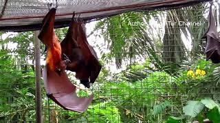 Megabat Flying Fox Bat [upl. by Bloomer]