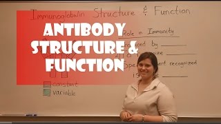 Antibody Structure amp Function [upl. by Horacio220]