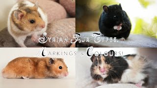 Syrian Hamster Fur Types Markings amp Colours [upl. by Moore]