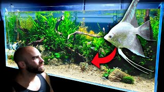 4ft ANGELFISH AQUARIUM BUILD  FULL STEP BY STEP TUTORIAL  MD FISH TANKS [upl. by Artenahs]