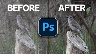 The EASY Way to Remove Noise in Bird Photos Photoshop Tutorial [upl. by Hcaz193]