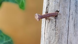 Der Nagel Ein Nagel saß in einem Stück HolzJoachim Ringelnatz Gedicht [upl. by Kieran416]