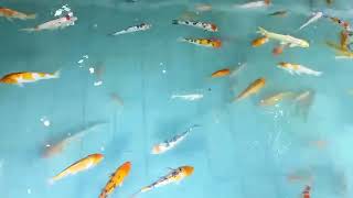 Aquarium with Beautiful Fish Relaxing Water Stream Noise with Sleep Sound I ASMR fish relaxing [upl. by Pike]