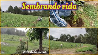 Ayudando a transplantar árboles de durazno 🍑  también azadoneando la milpa🌱🌾vidadelasierra [upl. by Tellford]