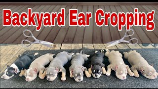 quotBackyard Ear Croppingquot American Bully Breeding [upl. by Annhoj]