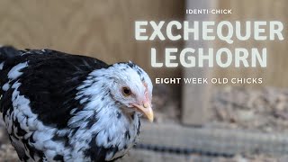 Exchequer Leghorn 8WeekOld Chicks [upl. by Auroora]